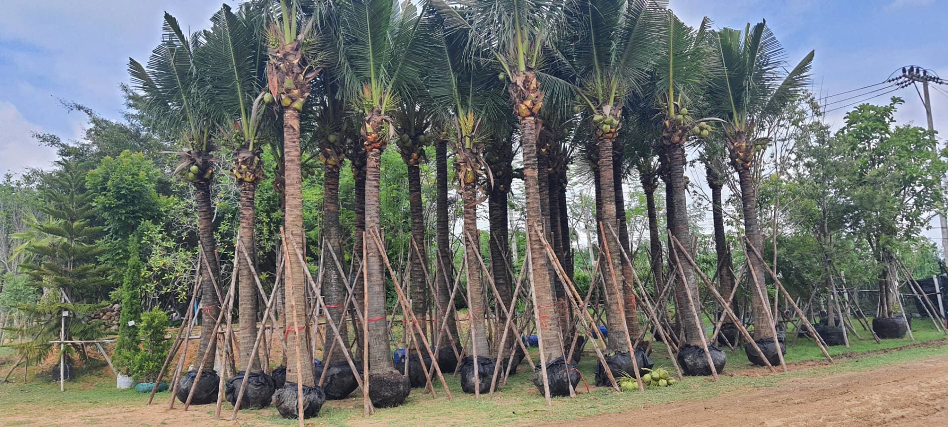 331 บ่อวิน พันธุ์ไม้