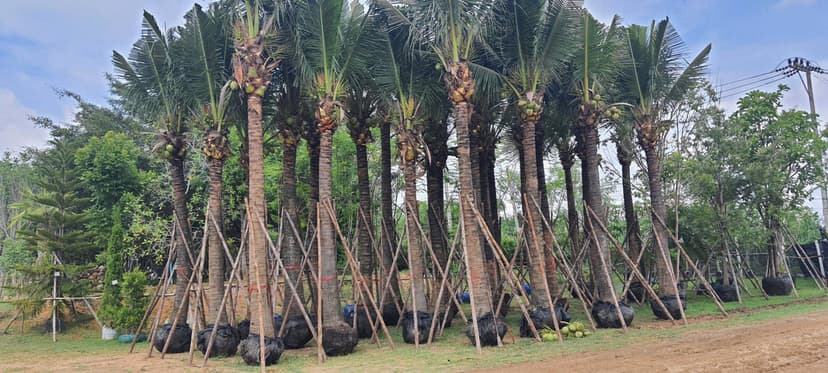 จำหน่ายพันธุ์ไม้