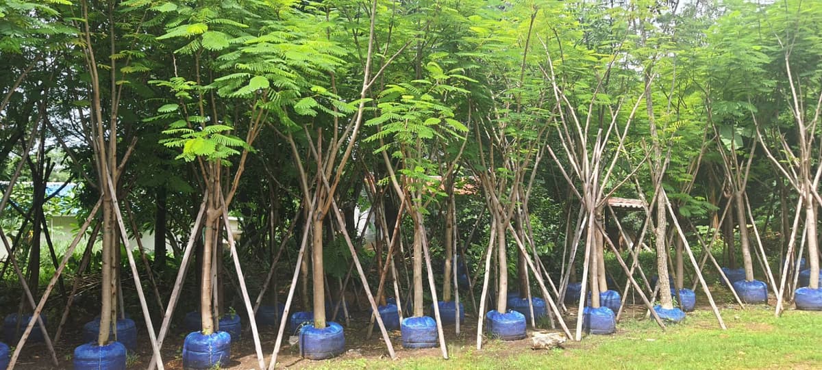 หญ้าทุกประเภท