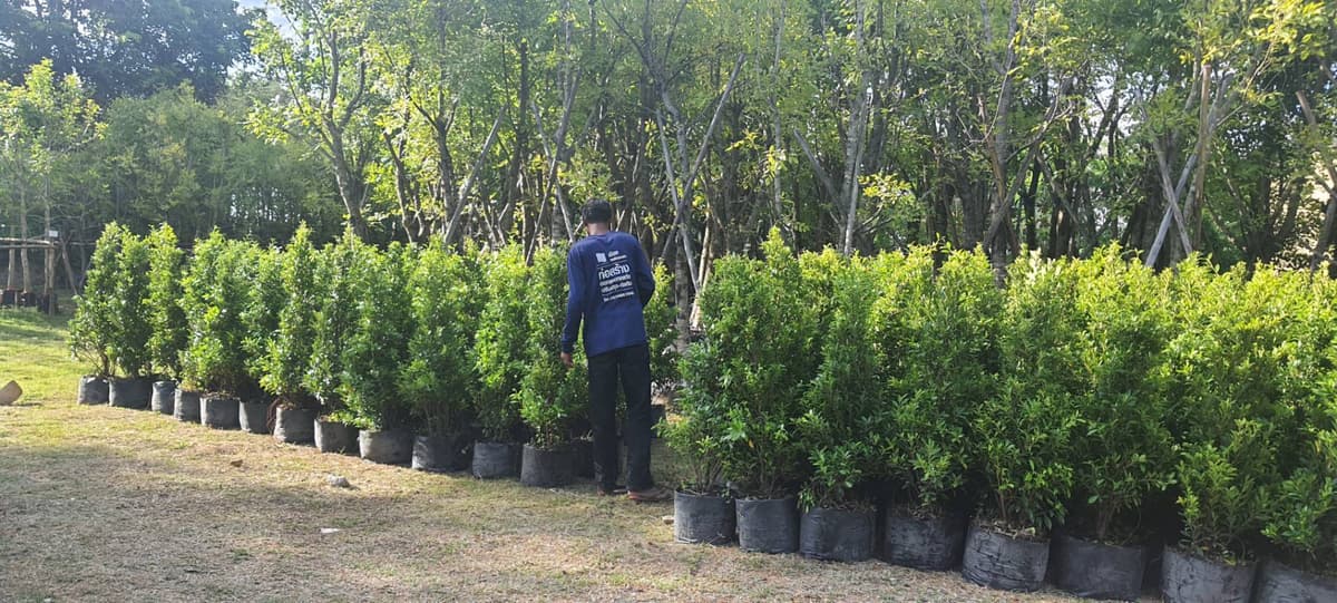 ต้นไม้ล้อม ทุกประเภท