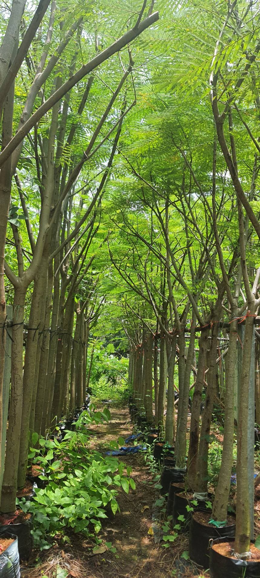 กระถางต้นไม้