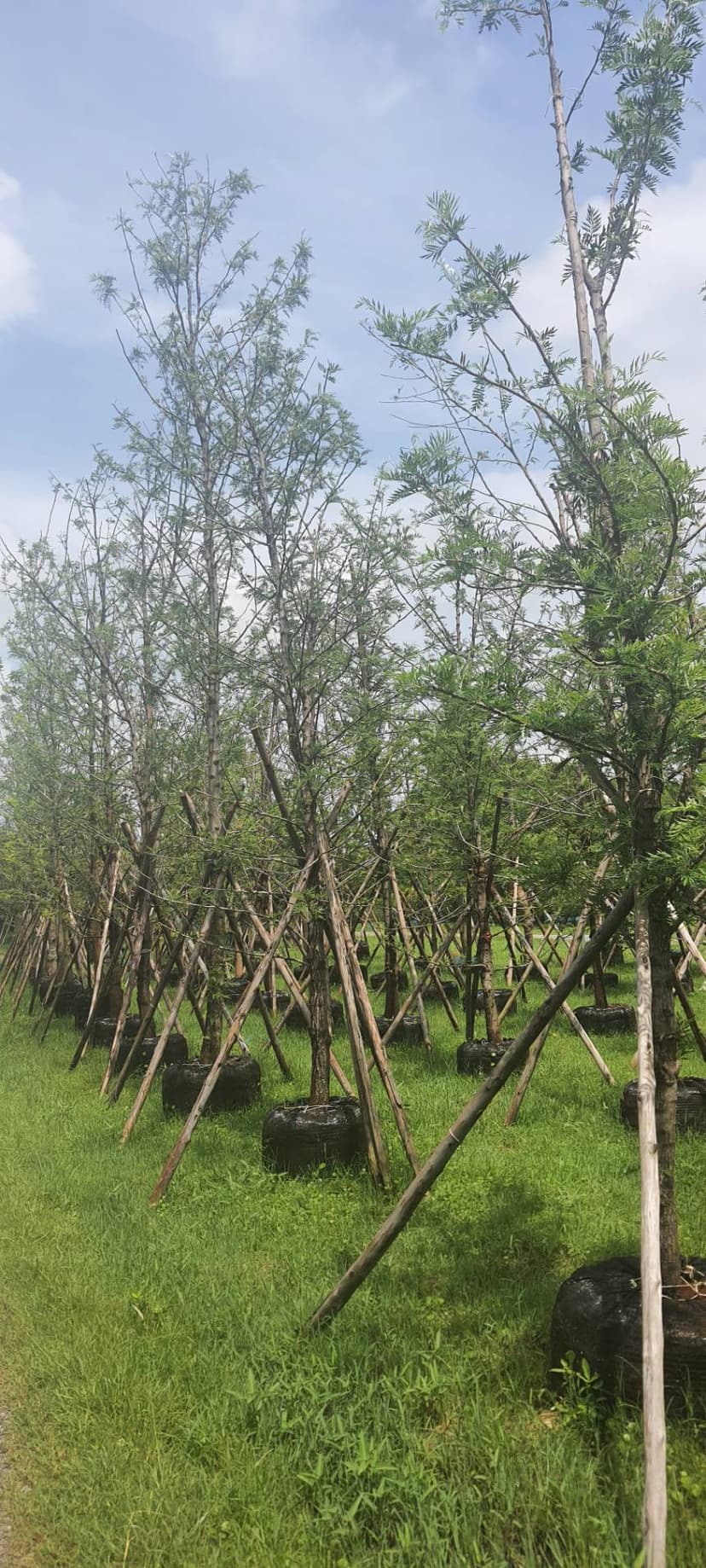 1. รับจัดสวน