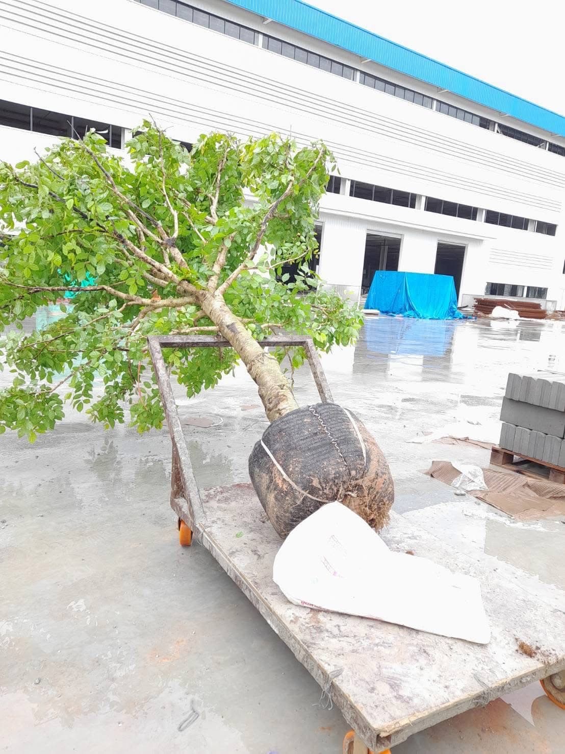 งานจัดสวนลูกค้า 21