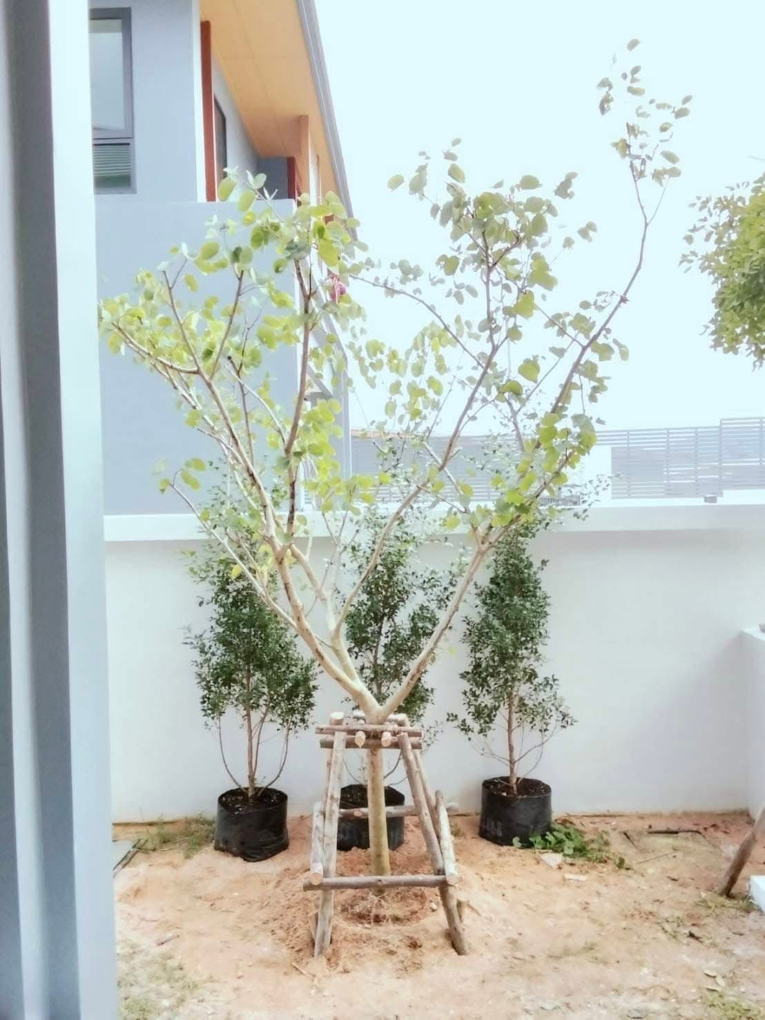 งานจัดสวนลูกค้า 8